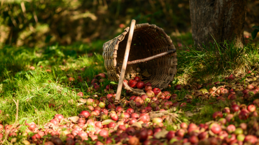 How many apple varieties are there in the Basque Country?